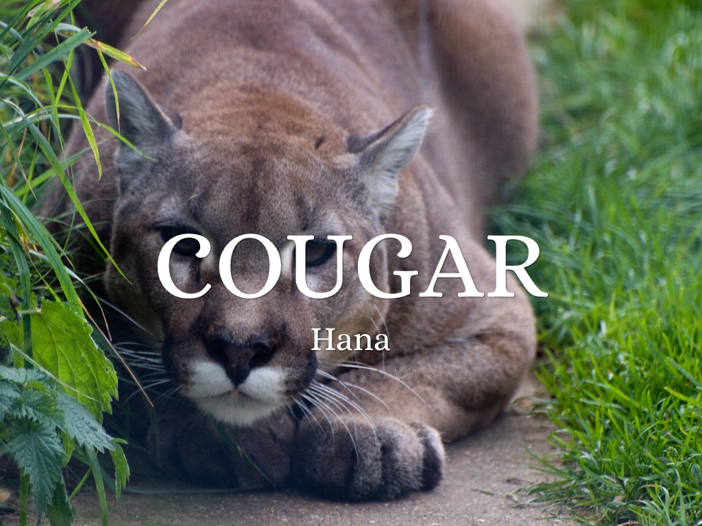 Cougar looking for cub 48377